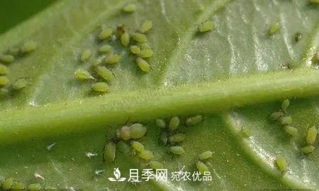 夏天月季花愛生蟲？幾個小方法輕松應(yīng)對六大蟲害！(圖2)