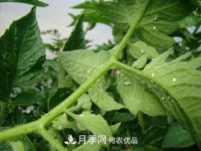 夏天月季花愛生蟲？幾個小方法輕松應(yīng)對六大蟲害！(圖4)