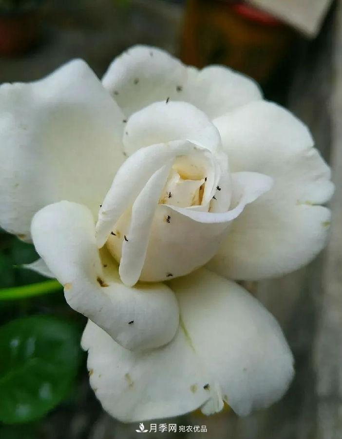 夏天月季花愛生蟲？幾個小方法輕松應(yīng)對六大蟲害！(圖3)