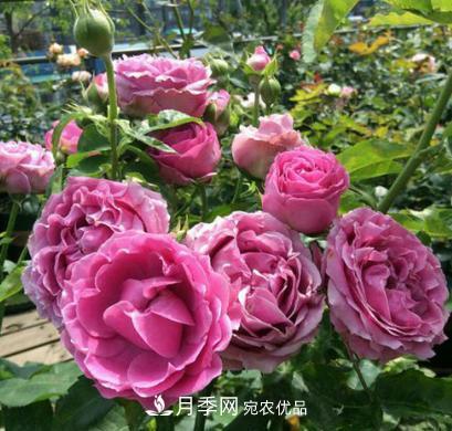 陽臺養(yǎng)月季，問題太多？教你幾招，植株健壯開花旺！(圖2)