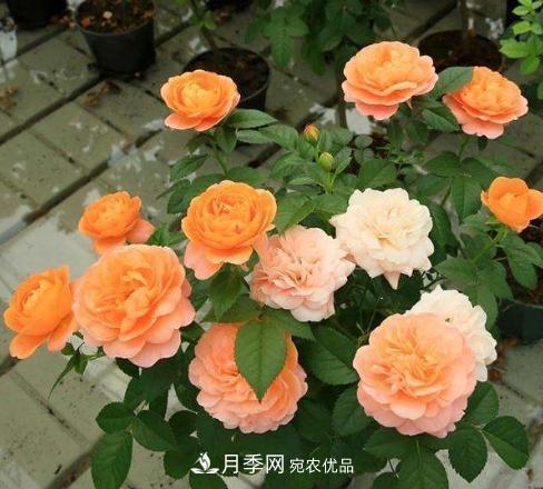 陽臺養(yǎng)月季，問題太多？教你幾招，植株健壯開花旺！(圖1)