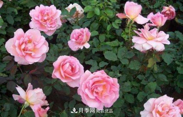 陽臺養(yǎng)月季，問題太多？教你幾招，植株健壯開花旺！(圖4)