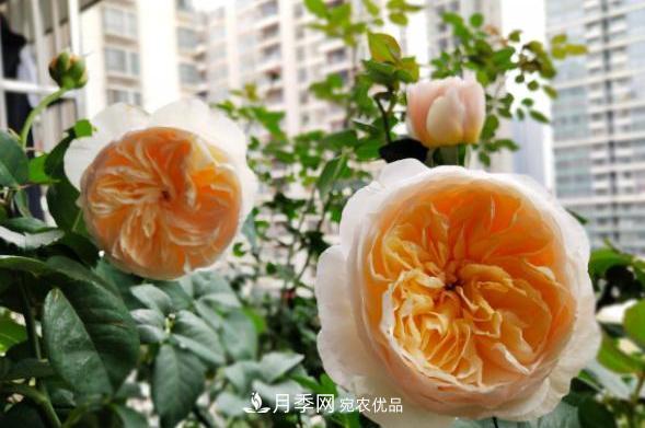 陽臺養(yǎng)月季，問題太多？教你幾招，植株健壯開花旺！(圖5)