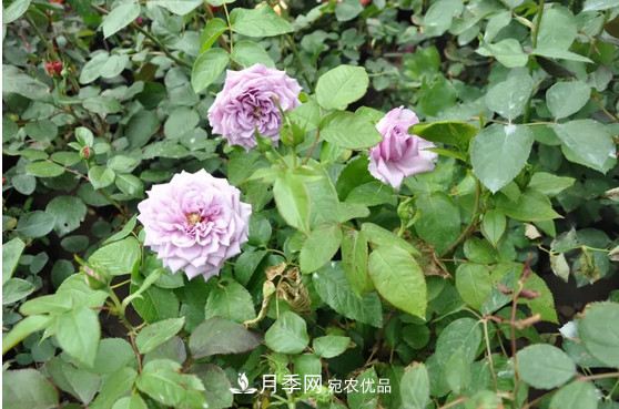 供應(yīng)南陽月季，花中皇后，月月花開月月紅(圖2)