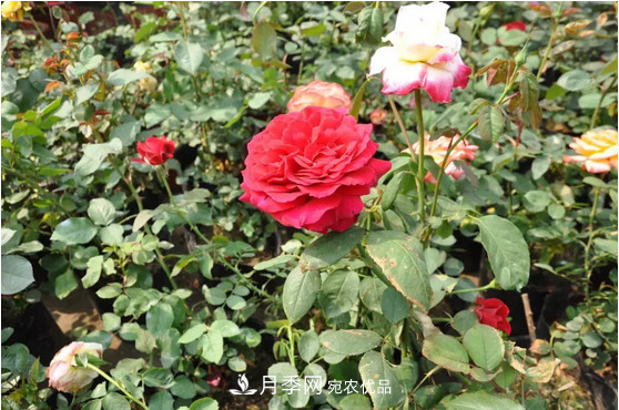 供應(yīng)南陽月季，花中皇后，月月花開月月紅(圖1)