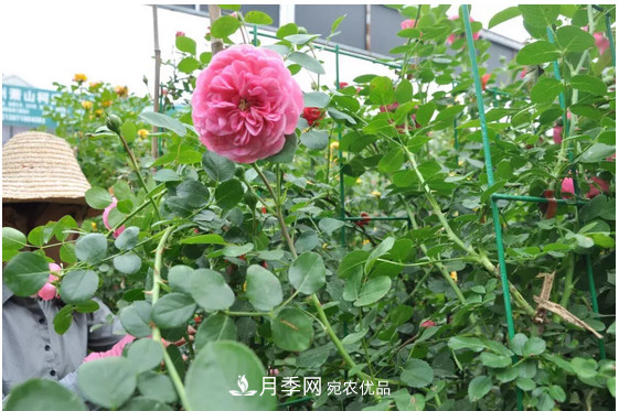 供應(yīng)南陽月季，花中皇后，月月花開月月紅(圖4)