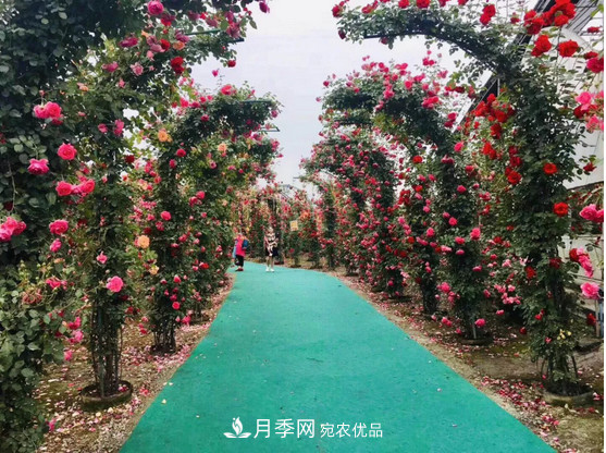 供應(yīng)南陽月季，花中皇后，月月花開月月紅(圖3)