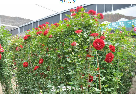 供應(yīng)南陽月季，花中皇后，月月花開月月紅(圖7)