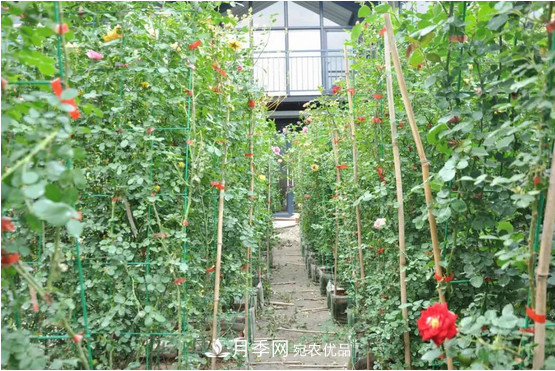 供應(yīng)南陽月季，花中皇后，月月花開月月紅(圖6)