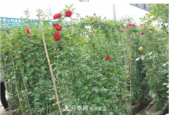 供應(yīng)南陽月季，花中皇后，月月花開月月紅(圖5)