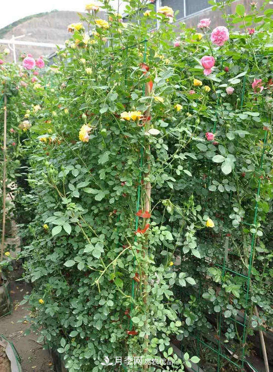 供應(yīng)南陽月季，花中皇后，月月花開月月紅(圖8)