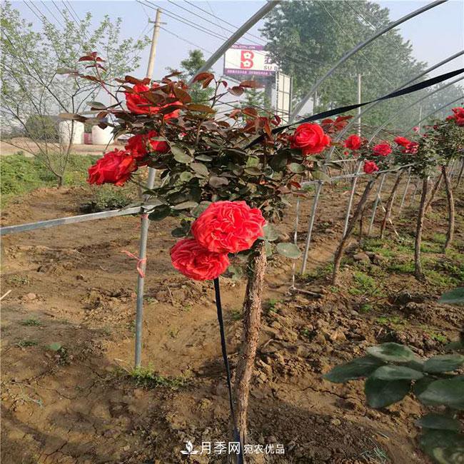 月季花的產(chǎn)地是哪里？南陽產(chǎn)的月季花好？(圖1)