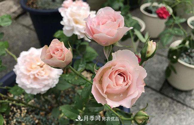 月季花的產(chǎn)地是哪里？南陽產(chǎn)的月季花好？(圖3)