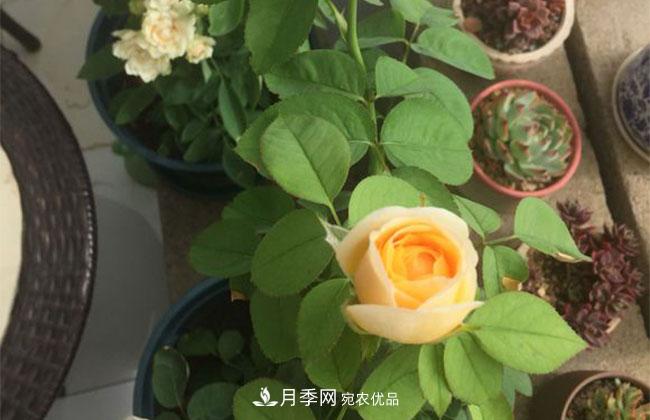 月季花的產(chǎn)地是哪里？南陽產(chǎn)的月季花好？(圖2)