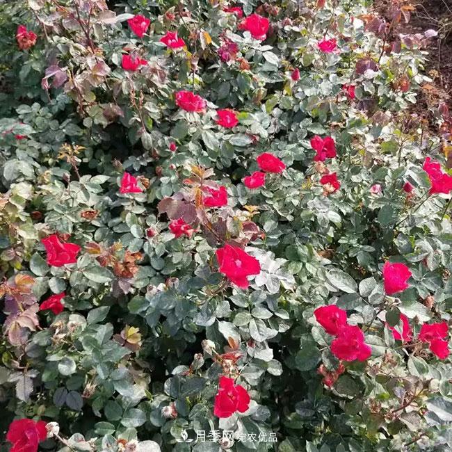 月季花的產(chǎn)地是哪里？南陽產(chǎn)的月季花好？(圖4)