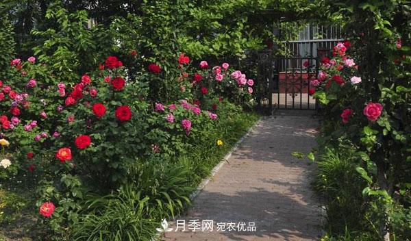 月季花有哪些品種？藤本大花月季品種介紹大全(圖3)