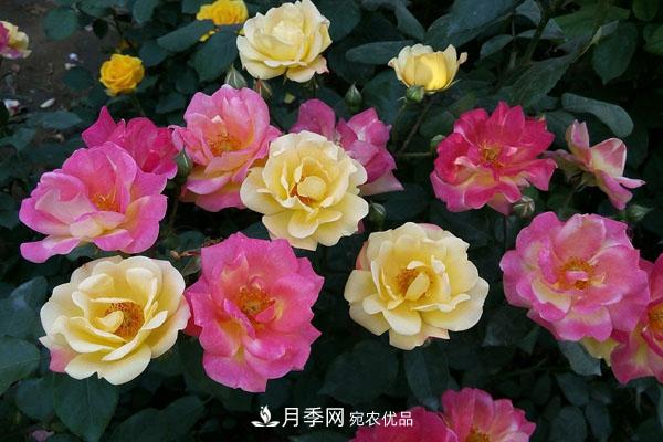 月季花有哪些品種？藤本大花月季品種介紹大全(圖2)