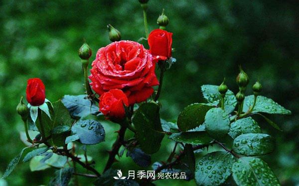月季花有哪些品種？藤本大花月季品種介紹大全(圖1)
