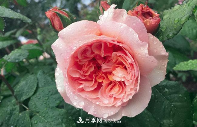 月季花的花語(yǔ)是什么？月季花的寓意和象征(圖1)