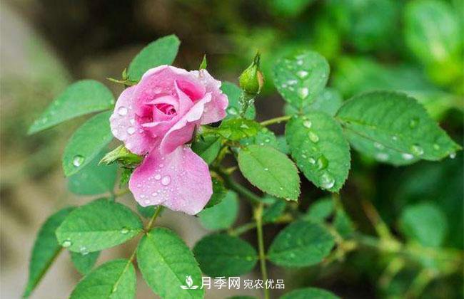 月季花的花語(yǔ)是什么？月季花的寓意和象征(圖2)