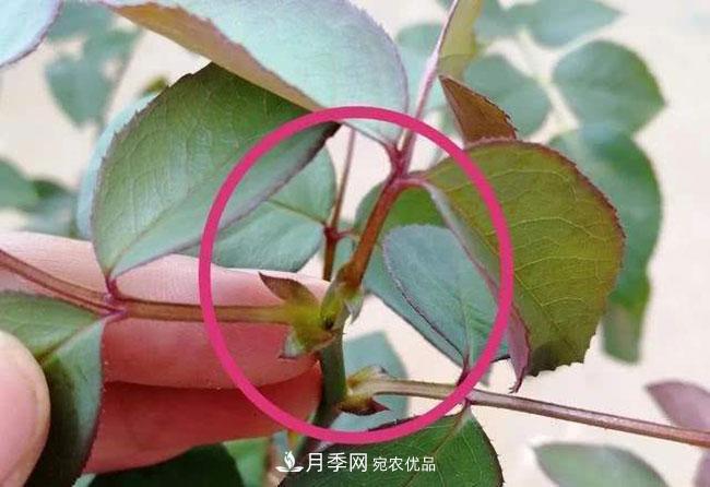 月季盲芽怎么修剪？(圖1)