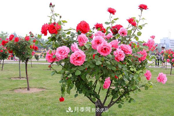 月季樹多少錢一株？南陽2020年月季樹價格(圖1)