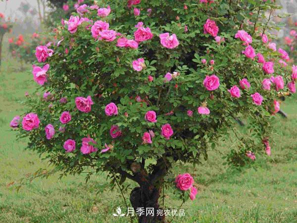 月季樹多少錢一株？南陽2020年月季樹價格(圖2)