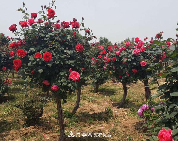 月季樹多少錢一株？南陽2020年月季樹價格(圖4)