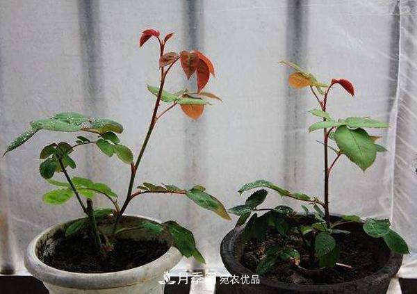 月季花幼苗怎樣栽培？月季苗種植方法(圖3)