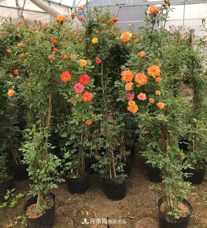 基地直供造型月季花瓶、月季花球、月季花柱批發(fā)價(jià)格(圖4)