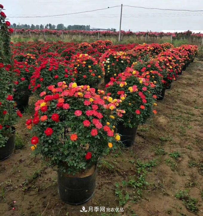 基地直供造型月季花瓶、月季花球、月季花柱批發(fā)價(jià)格(圖1)