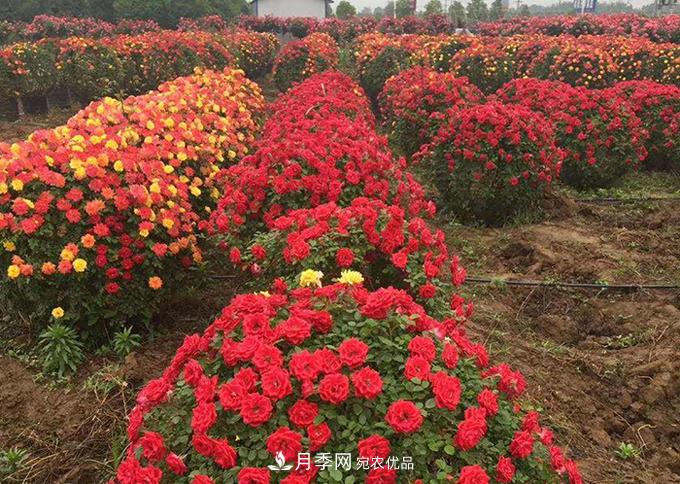 基地直供造型月季花瓶、月季花球、月季花柱批發(fā)價(jià)格(圖3)