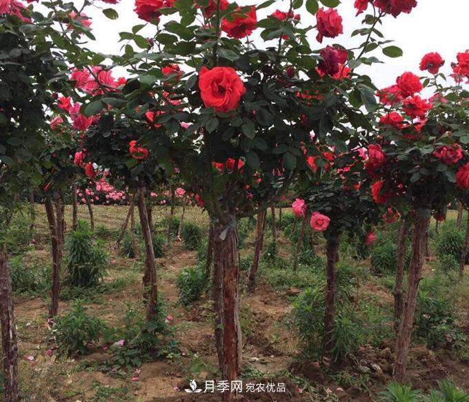 基地直供造型月季花瓶、月季花球、月季花柱批發(fā)價(jià)格(圖2)