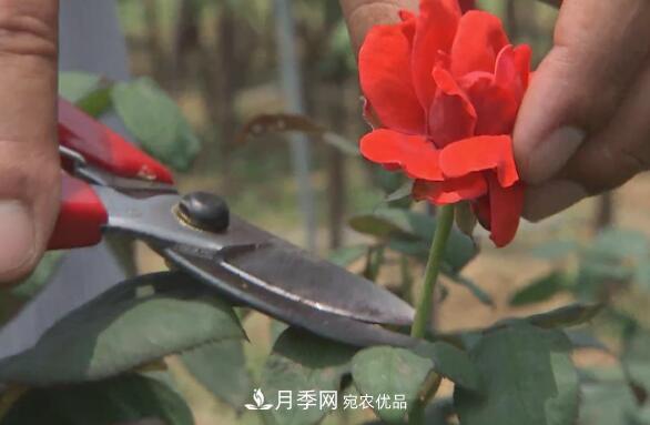 樹狀月季門道多，南陽樹狀月季怎樣種植？月季冠幅小、偏冠是啥原因？(圖4)