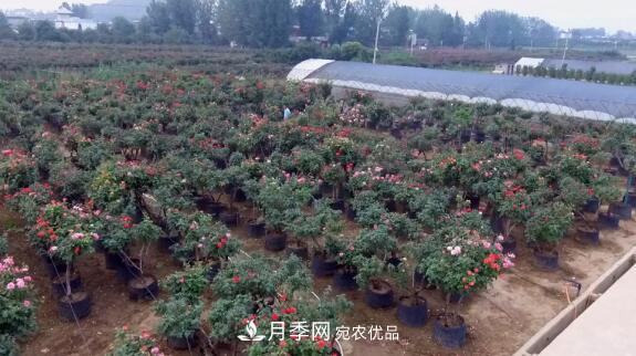樹狀月季門道多，南陽樹狀月季怎樣種植？月季冠幅小、偏冠是啥原因？(圖2)