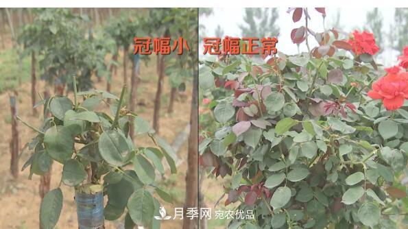樹狀月季門道多，南陽樹狀月季怎樣種植？月季冠幅小、偏冠是啥原因？(圖1)