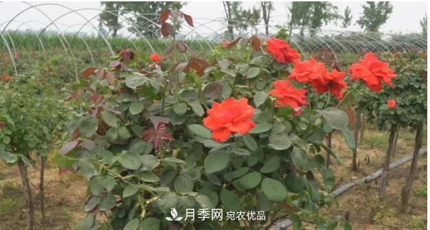 樹狀月季門道多，南陽樹狀月季怎樣種植？月季冠幅小、偏冠是啥原因？(圖3)