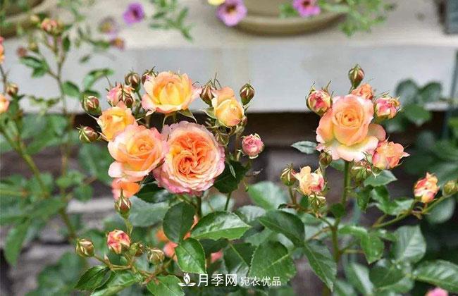 營養(yǎng)缽月季多少錢一棵？營養(yǎng)缽月季怎么緩苗？(圖1)