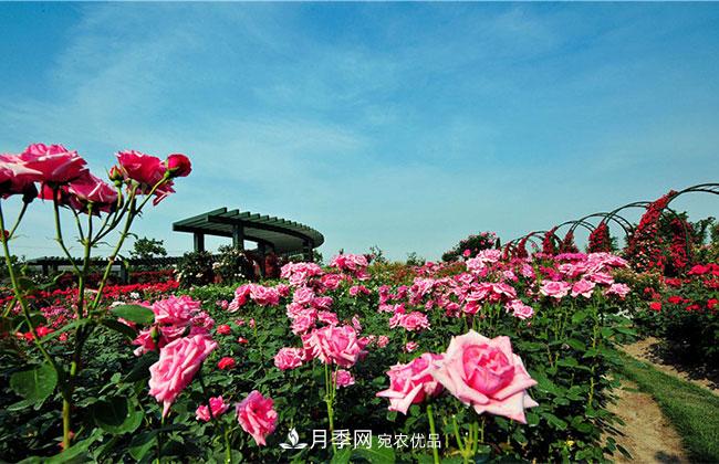 營養(yǎng)缽月季多少錢一棵？營養(yǎng)缽月季怎么緩苗？(圖4)