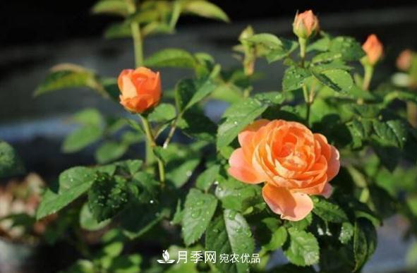 月季網(wǎng)，月季花秋季施肥方法(圖1)