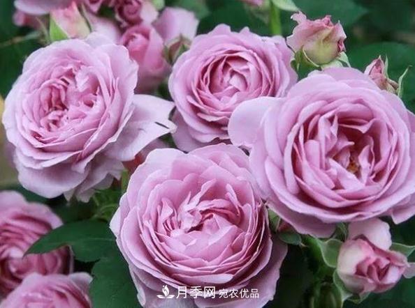 月季網(wǎng)，月季花秋季施肥方法(圖2)