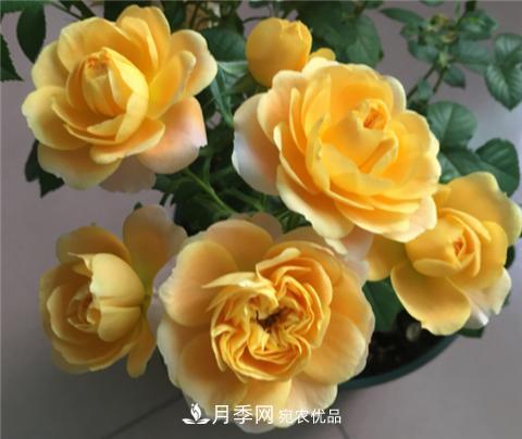 這6種月季花，四季開花不斷，又大又美，值得入手(圖1)