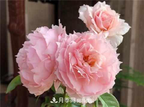 這6種月季花，四季開花不斷，又大又美，值得入手(圖2)