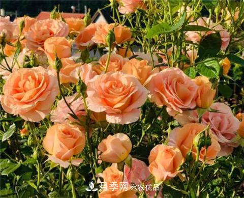 這6種月季花，四季開花不斷，又大又美，值得入手(圖5)