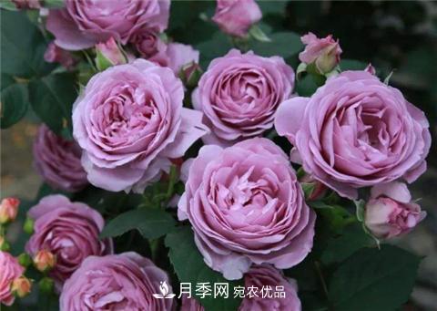 這6種月季花，四季開花不斷，又大又美，值得入手(圖3)