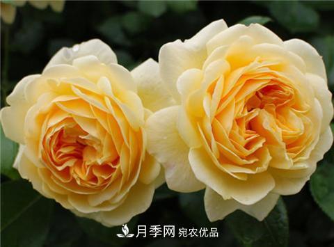 這6種月季花，四季開花不斷，又大又美，值得入手(圖4)
