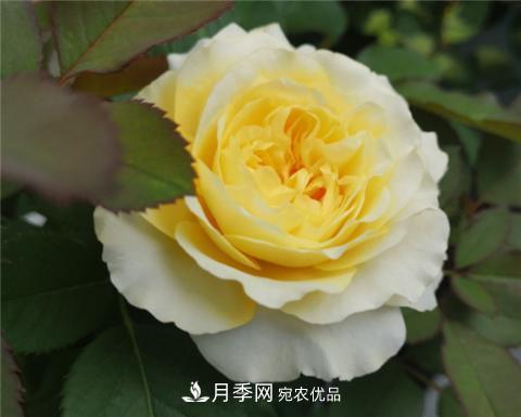 這6種月季花，四季開花不斷，又大又美，值得入手(圖8)