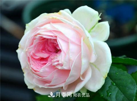 這6種月季花，四季開花不斷，又大又美，值得入手(圖7)
