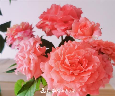 這6種月季花，四季開花不斷，又大又美，值得入手(圖6)