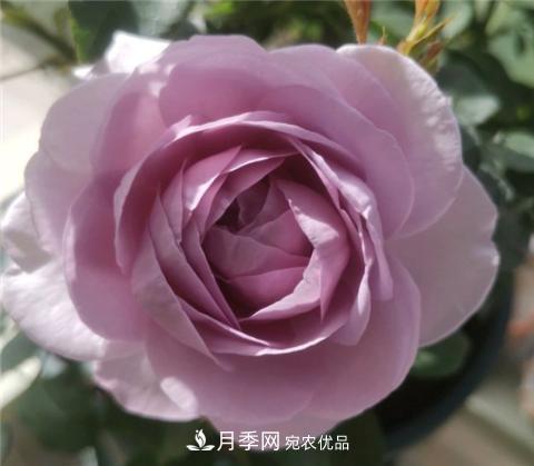 這6種月季花，四季開花不斷，又大又美，值得入手(圖10)